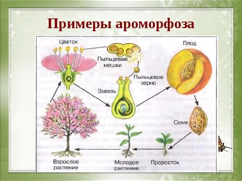 Раскрываем местообитания погубительного цветка