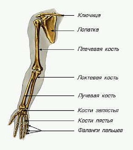 Распознавание признаков перелома верхней конечности в рабочей среде