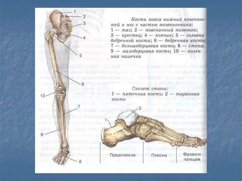 Расположение атс-подобного "уплотнения" в нижней части ноги человека