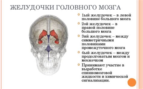 Расположение боковых желудочков головного мозга: основные анатомические черты