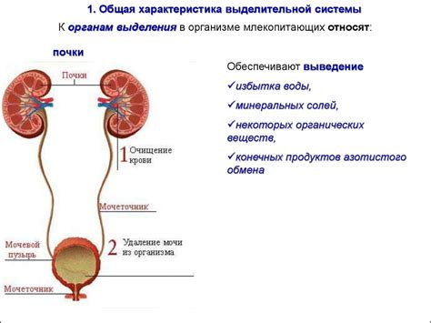 Расположение гланд в организме: тайны участков выделительной системы