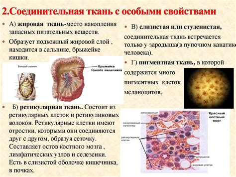 Расположение грубоволокнистой костной ткани в организме