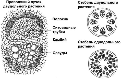 Расположение зазначка в цветках однодольных растений