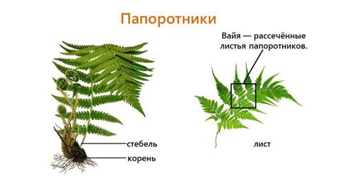 Расположение заростка у папоротников: основные типы