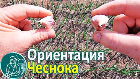 Расположение зубчиков чеснока при его посадке