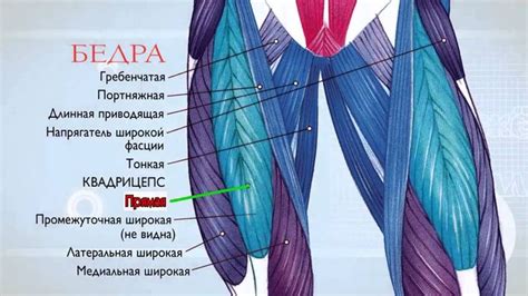 Расположение и функциональное значение мышц внутренней стороны бедра