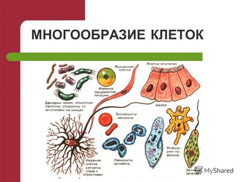 Расположение клеток иммунной системы в организме: важность и разнообразие