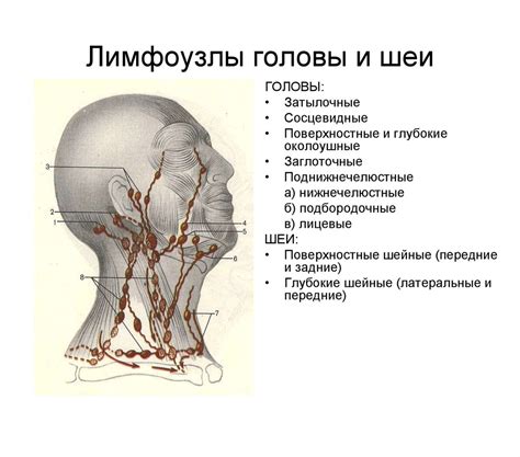 Расположение лимфоузлов на верхней части шейки у дам