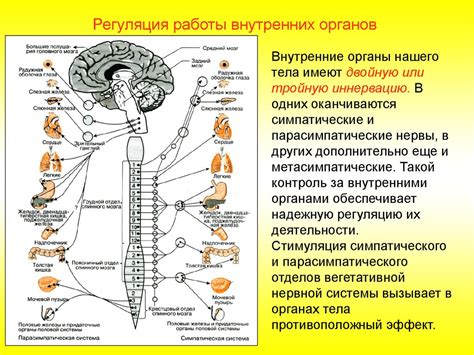 Расположение нервной ткани в периферических нервах и ганглиях