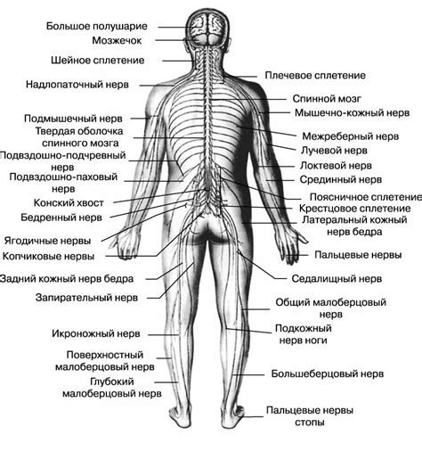 Расположение нервных нервных окончаний на коже головы: точки ощущения касания и жжения