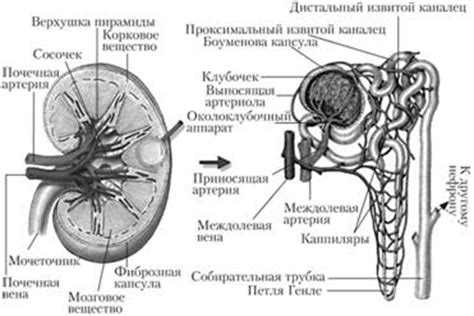 Расположение оболочки Боумена в структуре функционального элемента почки