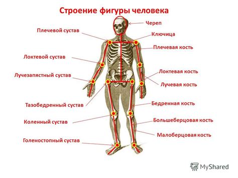 Расположение основных орегонов в человеческом теле: ключевые точки