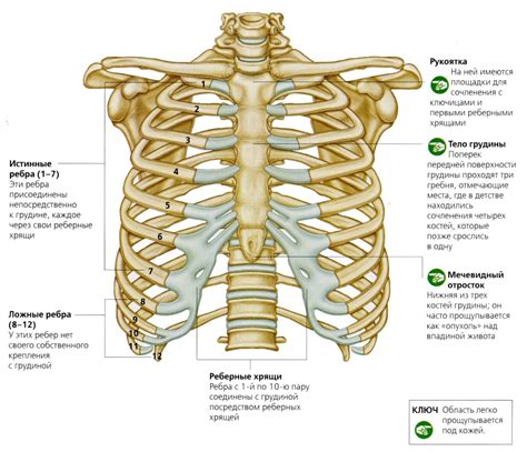 Расположение первого ребра в организме человека: особенности и функции