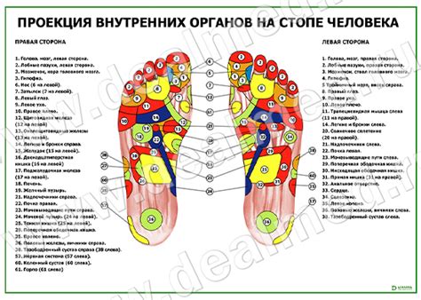 Расположение потовых желез на ступне