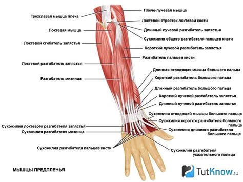 Расположение яркого выступа наружной костной структуры в предплечье