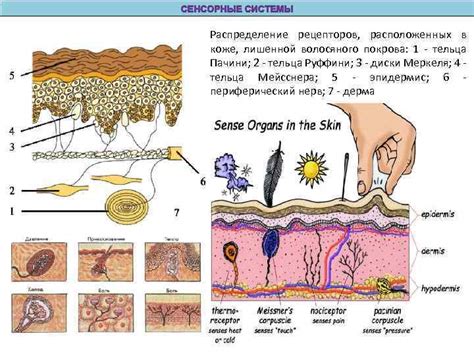 Распределение нервных рецепторов в коже: основная информация