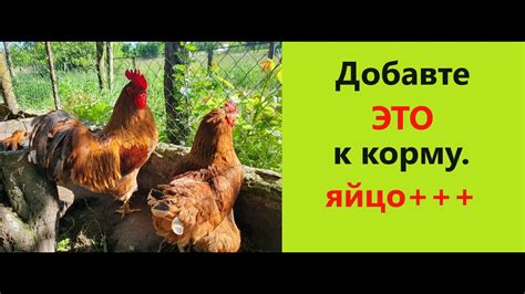 Распределение ресурсов: доступ петуха к корму