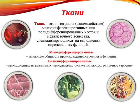 Распределение ядовитого вещества в тканях и органах человеческого организма