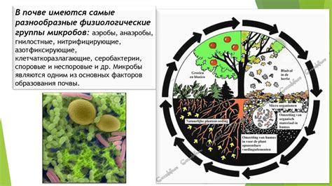 Распространение клещевины в природе