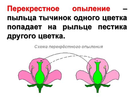 Распространение пыльцы и опыление растений