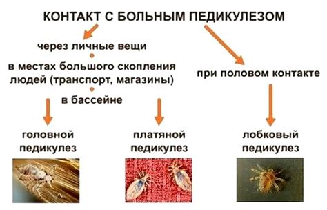 Распространение эпидемии вшей и меры предосторожности в детском учреждении