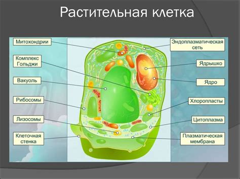 Растительная клетка: организм, симбиоз и взаимодействие с окружающей средой