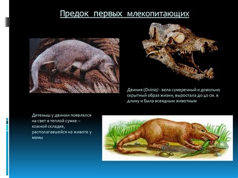 Растительноядные наземные вертибраты: предшественники первых млекопитающих