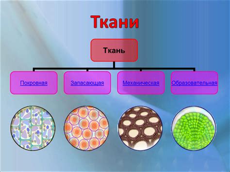 Растительные особенности ковыля: форма и структура