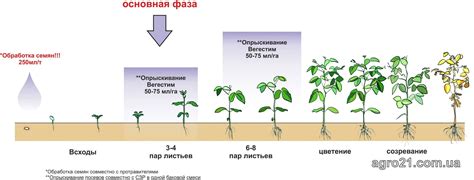 Расчет дозировки подкормок в зависимости от фазы развития растения