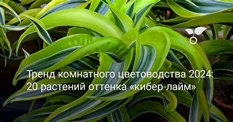 Расширение возможностей комнатного цветоводства с помощью сфагнума