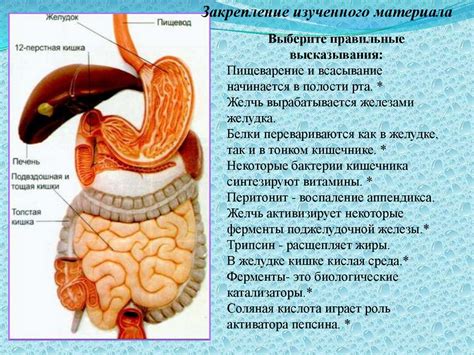 Расщепление полимеров в организме: взгляд на процесс в кишечнике