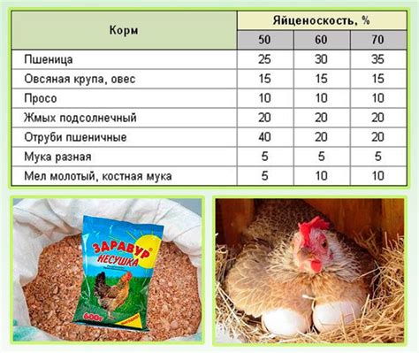 Рацион кур в операционный период: важность питания исключительными веществами