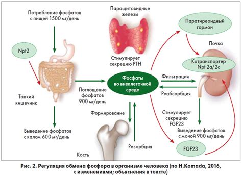 Регулирование кальция и фосфора