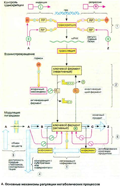 Регулирование метаболических процессов