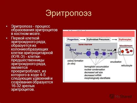 Регулирование образования эритроцитов в организме