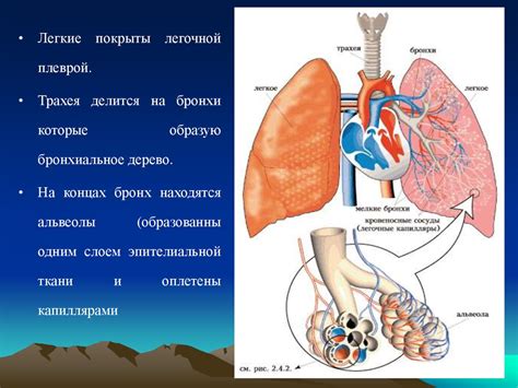 Регулярная проветриваня и очищение воздуха: дыхание легкости