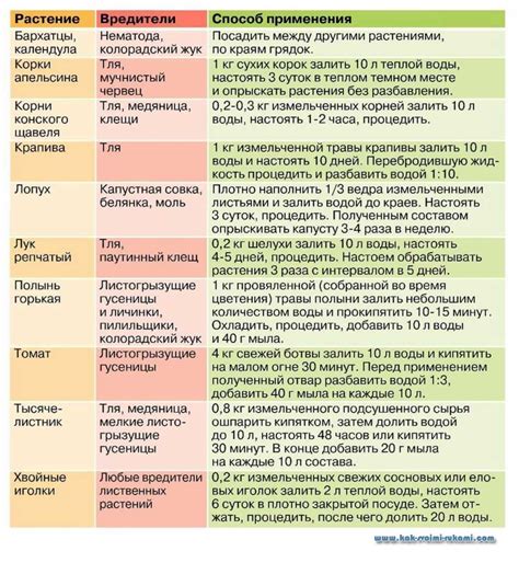 Регулярный осмотр и контроль за состоянием растений