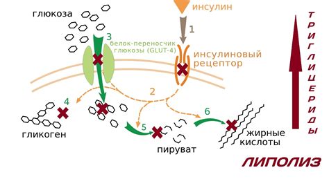 Регулятор глюкозы и инсулинорезистентности