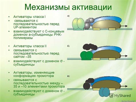 Регуляция активности РНК-полимеразы I: механизмы и контроль синтеза