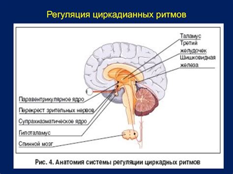 Регуляция биологических ритмов и важность работы I и II желудочков