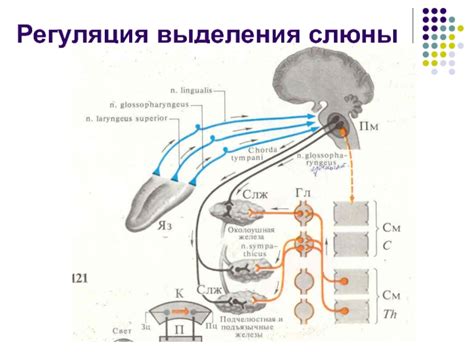 Регуляция выработки и выделения слюны