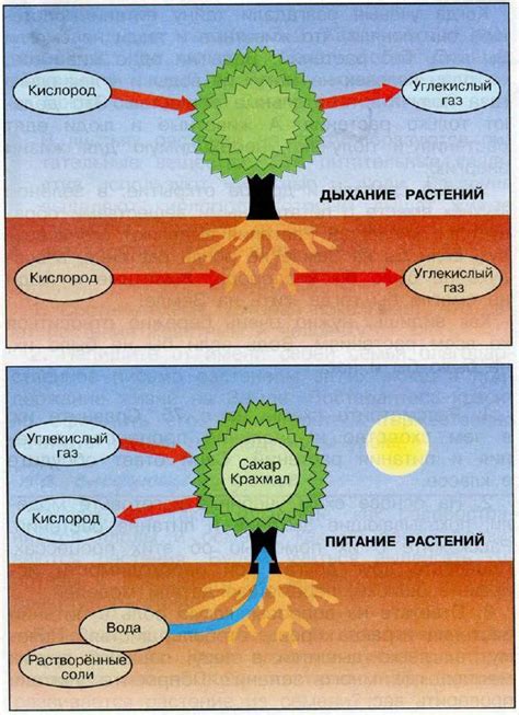 Регуляция и важность дыхания в клетках корней растений