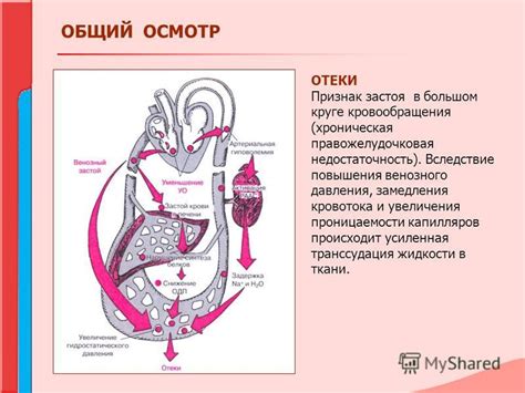 Регуляция кровотока и давления в Виллизиевом круге