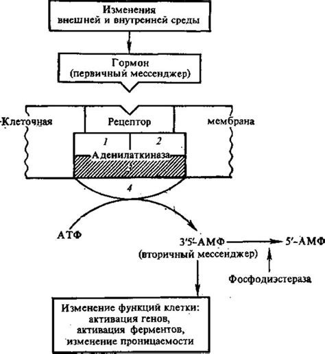 Регуляция межфазы и изменения метаболизма клетки