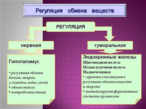 Регуляция обмена веществ: переполнение на границе