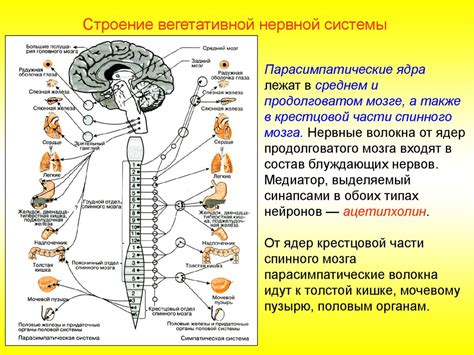 Регуляция работы нервной системы и мозга