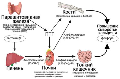 Регуляция уровня кальция в организме: важная функция паратиреоидного гормона