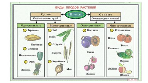 Редкие плоды и их особенности