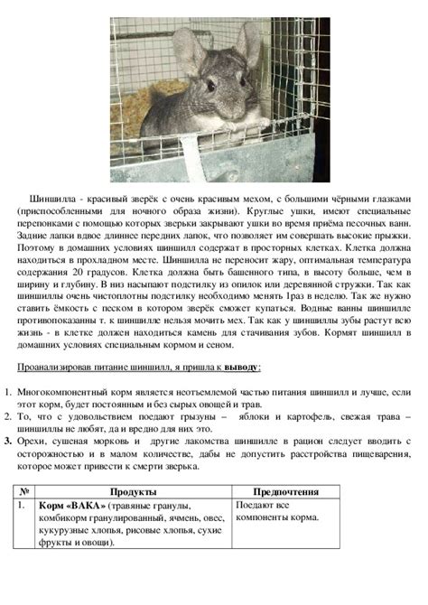 Режим кормления шиншиллы: частота и порции