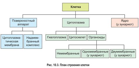 Результаты о значении и влиянии основных компонентов углеродных молекул